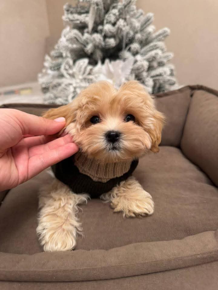 Daisy