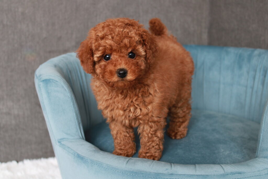 Gallery image 1 of Luna